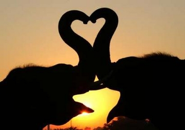 elephant valentine.jpg